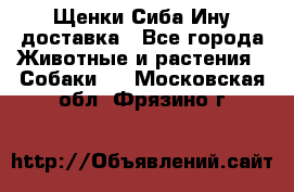 Щенки Сиба Ину доставка - Все города Животные и растения » Собаки   . Московская обл.,Фрязино г.